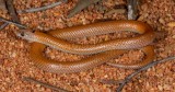 Parasuta monachus
