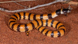Simoselaps anomalus