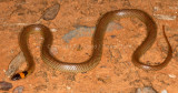 Furina ornata