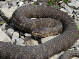 Snakes