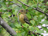 Blackbirds