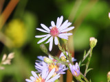 Purple and Violet Flowers