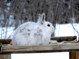 Rabbits, Hares and Relatives