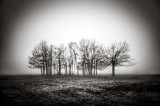 shenandoah_np_trees