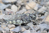 grasshoppers