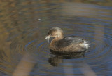 Pied-billed Grebe, non-breeding plumage