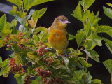 PASSEREAUX / Song Birds