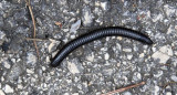 Insects