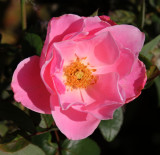 Flowers 2019