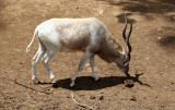 Zoo-Botanical Garden Nahariya