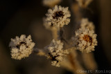 Frost/Vorst
