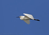 Little Egret