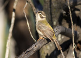 Brown-headed Honeyeater