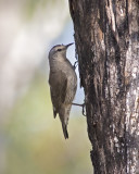 Brown Treecreeper