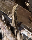 Reptiles & Amphibians