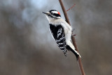 Nothing But Woodpeckers In Here