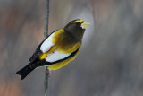 Three Grosbeaks