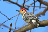 Perching, Song and Other Birds