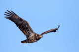 Eagles, Hawks, Osprey, Falcons and Vultures