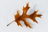 Trees, Shrubs, Seeds, Grasses and Fruits