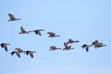 Ducks, Geese, Swans and Pelicans