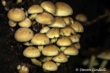 Fungi