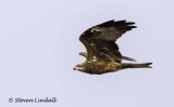 Israeli Birds