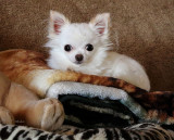 Bailey at Four