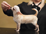 Chile as a Puppy