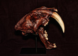 Sabre Tooth 01