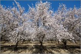Buttonwillow, California