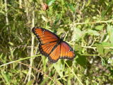 Viceroy (Limenitis archippus obsoleta)