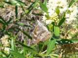 American Snout (Libytheana carinenta streckeri)