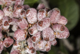 Lemonadeberry (Rhus integrifolia)