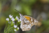 American Snout _MG_0567.jpg