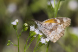 American Snout _MG_0594.jpg