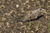 American Snout _MG_1701.jpg