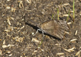 American Snout _MG_1705.jpg