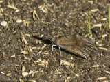 American Snout _MG_1710.jpg