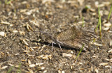 American Snout _MG_1712.jpg