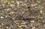 American Snout _MG_1715.jpg