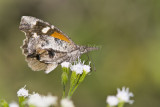 _ American Snout _MG_0675.jpg