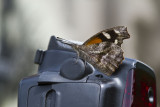 _ American Snout _MG_1363.jpg