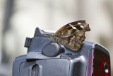 _ American Snout _MG_1368.jpg