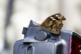 _ American Snout _MG_1371.jpg