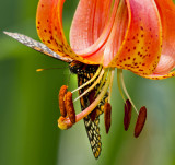 Baltimore Checkerspot _MG_2913.jpg