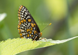 Baltimore Checkerspot _MG_3112.jpg