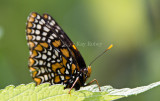 Baltimore Checkerspot _MG_3121.jpg