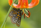 Baltimore Checkerspot _MG_2908.jpg