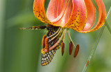 Baltimore Checkerspot _MG_2912.jpg